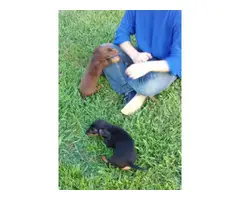 Long-haired mini dachshund pups for sale - 4
