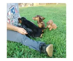 Long-haired mini dachshund pups for sale - 5