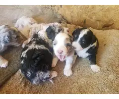 Merle and tri toy Aussiedoodle puppies for sale