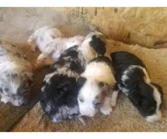Merle and tri toy Aussiedoodle puppies for sale - 2