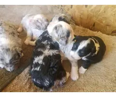 Merle and tri toy Aussiedoodle puppies for sale - 3