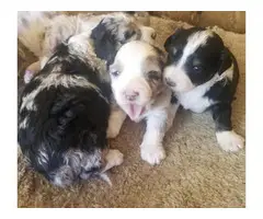 Merle and tri toy Aussiedoodle puppies for sale - 4