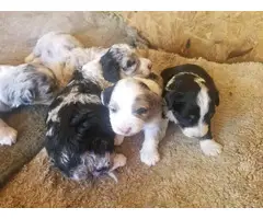 Merle and tri toy Aussiedoodle puppies for sale - 5