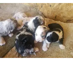 Merle and tri toy Aussiedoodle puppies for sale - 6