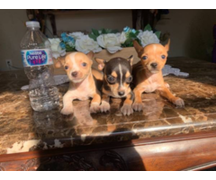Baby Deer head Chihuahuas in Counce, Tennessee - Puppies for Sale Near Me
