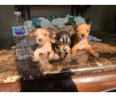 Full blooded deer head Chihuahua puppies