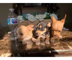 Full blooded deer head Chihuahua puppies - 2