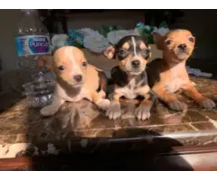 Full blooded deer head Chihuahua puppies - 3