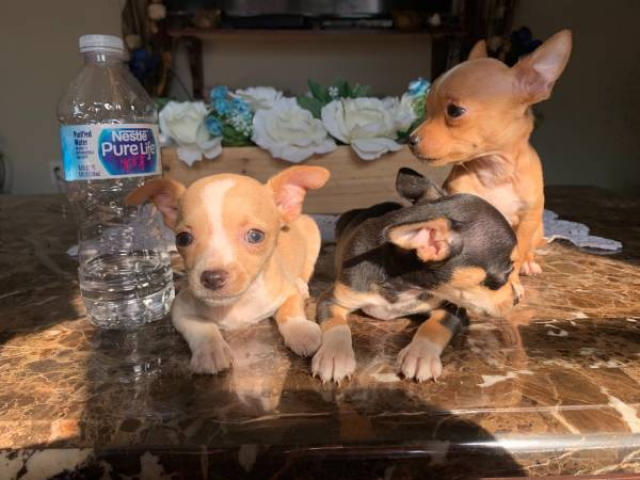 Full blooded deer head Chihuahua puppies Jonesboro