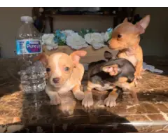 Full blooded deer head Chihuahua puppies - 4