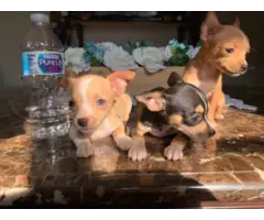 Full blooded deer head Chihuahua puppies - 5