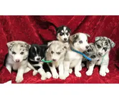 Healthy Pomsky puppies for sale