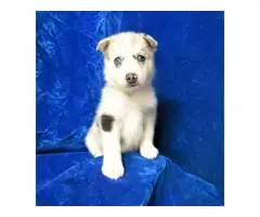 Healthy Pomsky puppies for sale - 2