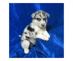 Healthy Pomsky puppies for sale - 3