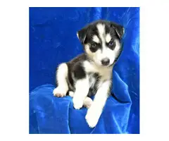 Healthy Pomsky puppies for sale - 4
