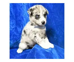 Healthy Pomsky puppies for sale - 5
