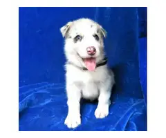 Healthy Pomsky puppies for sale - 6