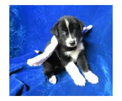 Healthy Pomsky puppies for sale - 7