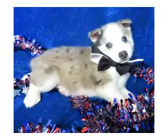 Healthy Pomsky puppies for sale - 8