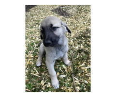 Kangal Shepherd Dog - Puppies For Sale Near Me