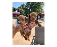 6 AKC Miniature Dachshund puppies for sale