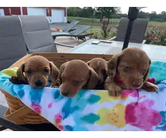 6 AKC Miniature Dachshund puppies for sale - 2