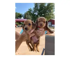 6 AKC Miniature Dachshund puppies for sale - 3