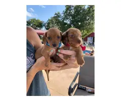 6 AKC Miniature Dachshund puppies for sale - 4