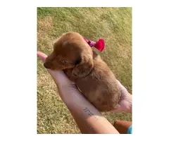 6 AKC Miniature Dachshund puppies for sale - 5