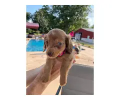 6 AKC Miniature Dachshund puppies for sale - 6