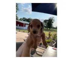 6 AKC Miniature Dachshund puppies for sale - 7