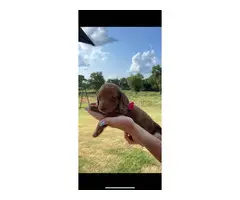 6 AKC Miniature Dachshund puppies for sale - 8