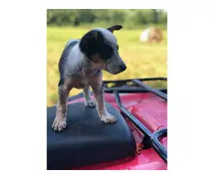 Texas heeler puppies looking for a new loving home