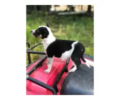Texas heeler puppies looking for a new loving home - 3