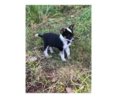 Texas heeler puppies looking for a new loving home - 4