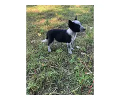 Texas heeler puppies looking for a new loving home - 5