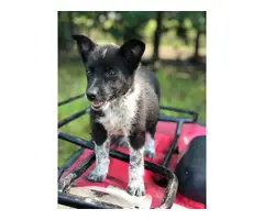 Texas heeler puppies looking for a new loving home - 6