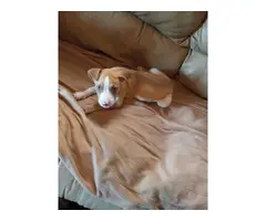 8 weeks old Pitsky puppy needing a new home - 2