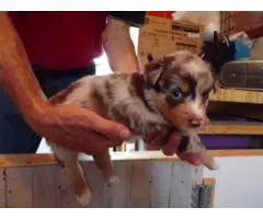 Red Australian Shepherd Puppies for sale - 2