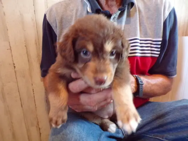 Red Australian Shepherd Puppies for sale - 5/6
