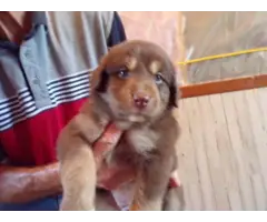 Red Australian Shepherd Puppies for sale - 6