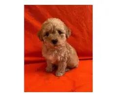 10 weeks old Purebred  Poodle puppy - 5
