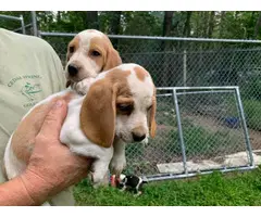 9 weeks old beagle puppies for sale