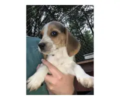 9 weeks old beagle puppies for sale - 2