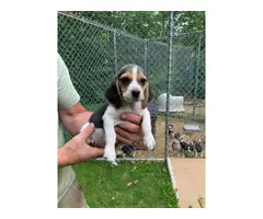 9 weeks old beagle puppies for sale - 3