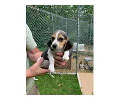 9 weeks old beagle puppies for sale - 4