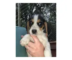 9 weeks old beagle puppies for sale - 5