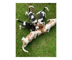 9 weeks old beagle puppies for sale - 6