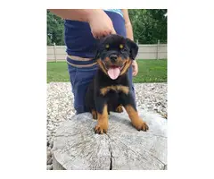 4 Akc Male and female purebred Rottweiler puppies for rehoming - 2