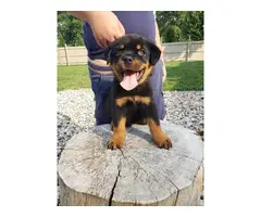 4 Akc Male and female purebred Rottweiler puppies for rehoming - 3